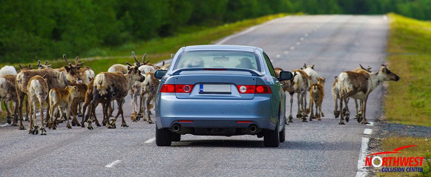 Car Collisions Involving Animals in Florida - What to Know